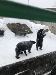 くま牧場