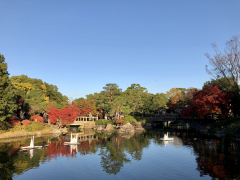 白鳥公園