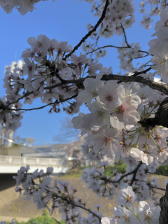 山崎川の桜アップ 山崎川の桜アップ