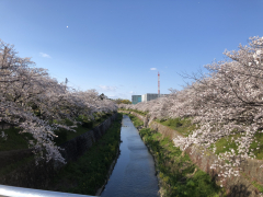 山崎川の桜 山崎川の桜