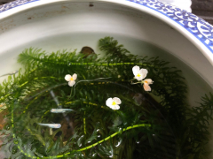 アナカリスの花 アナカリスの花